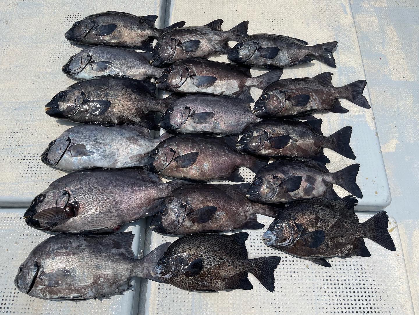 石鯛・アラなどに 石鯛・アラなどに 石鯛・アラなどに イシダイ×イシガキダイ - WEB魚図鑑